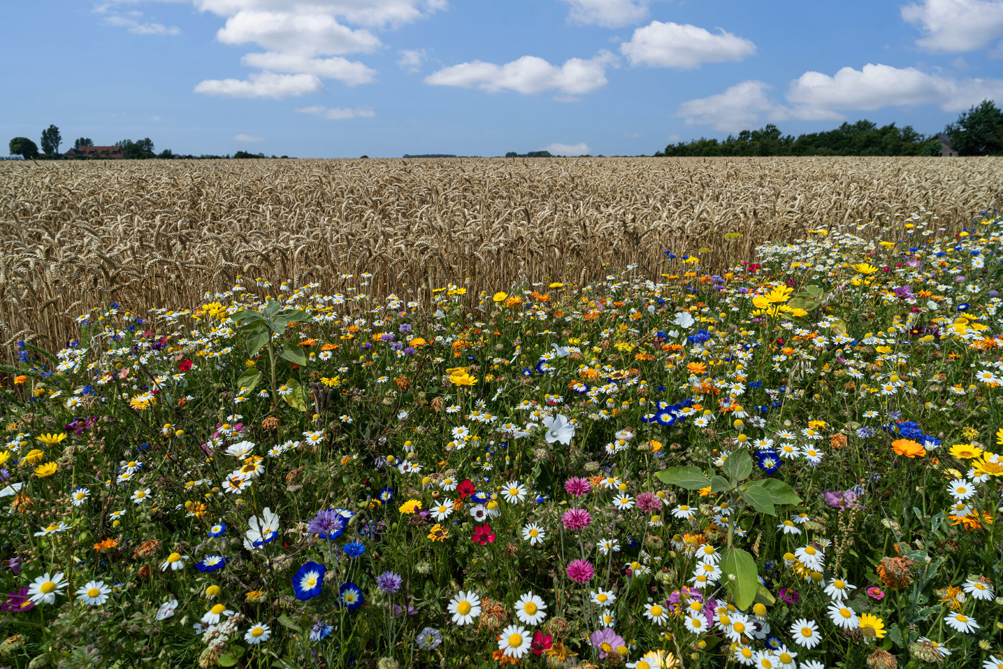 Biodiversität Archive Staatsanzeiger BW