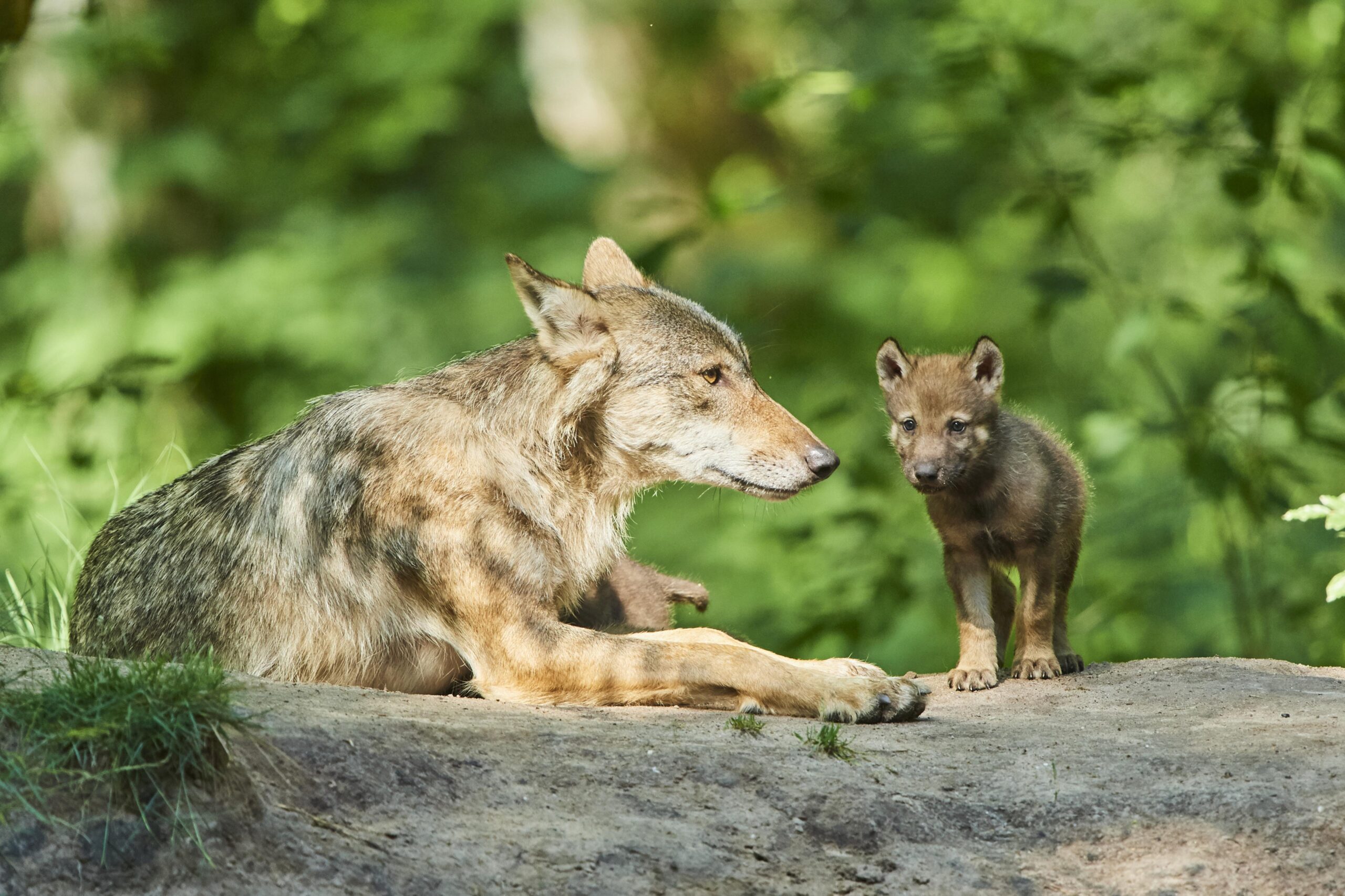 Bejagung vom Wolf Naturschützer und Landwirte gegensätzlicher Meinung
