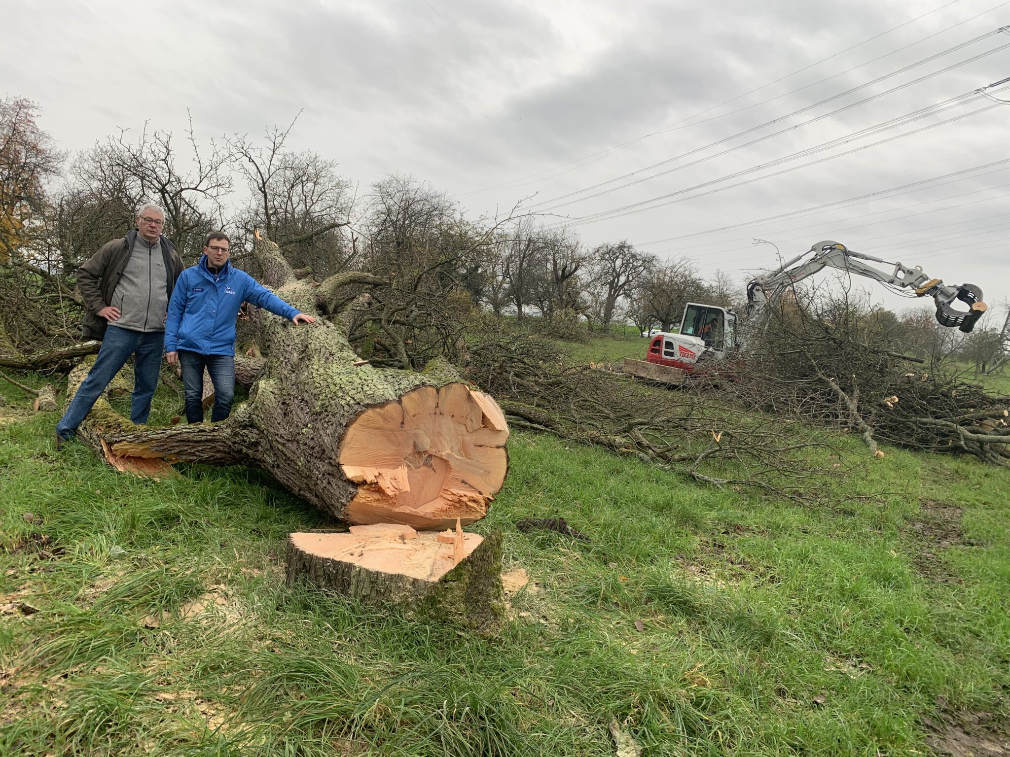 Gefällter Baum einer Streuobstwiese in Bretten