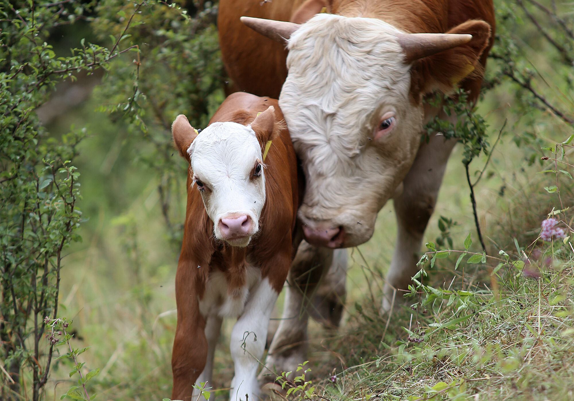 Teckrind mit Kalb