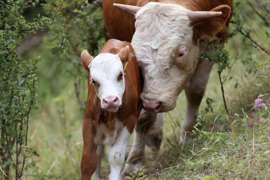 Teckrind mit Kalb