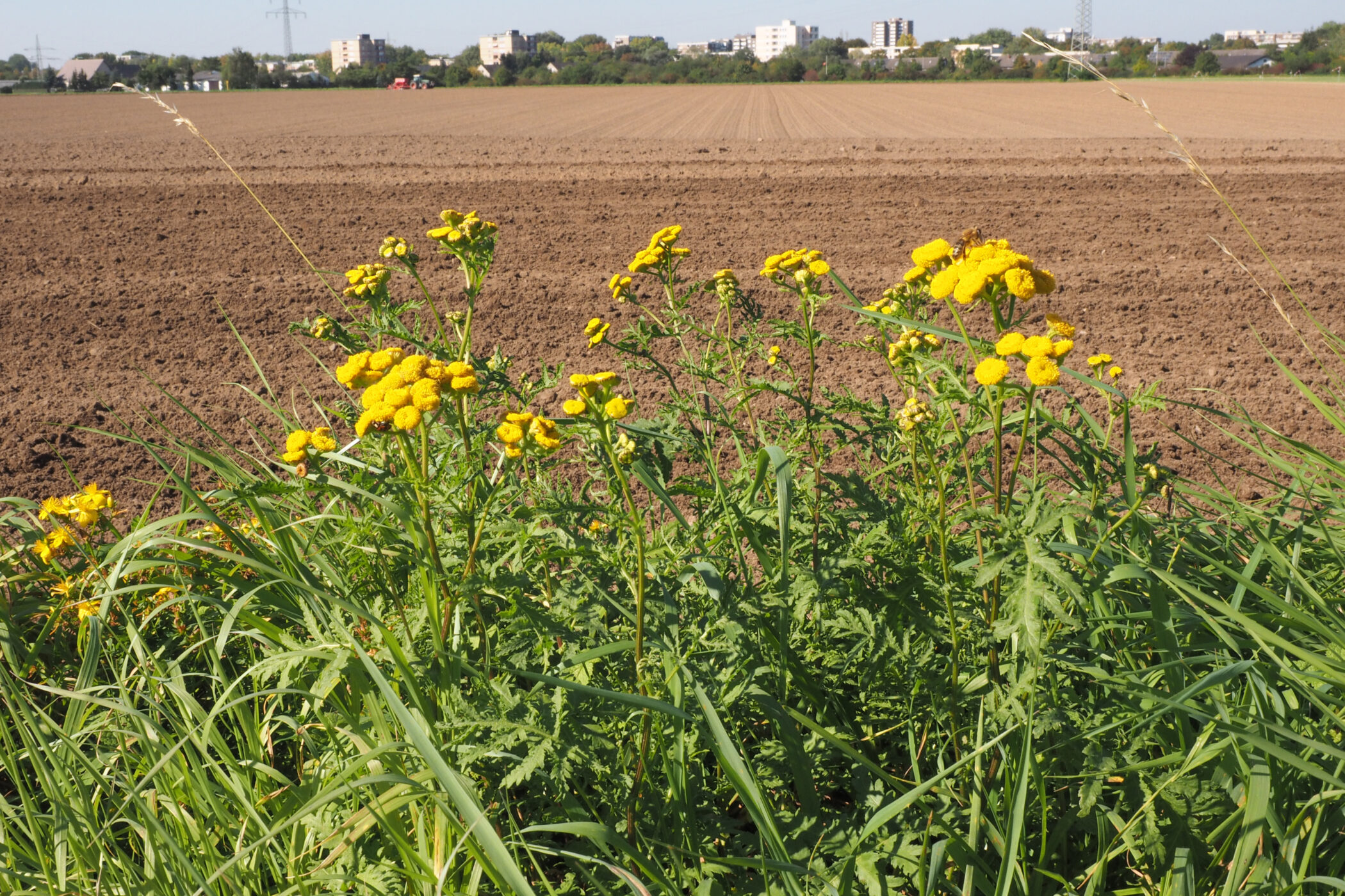 Feld an der Stadtperipherie