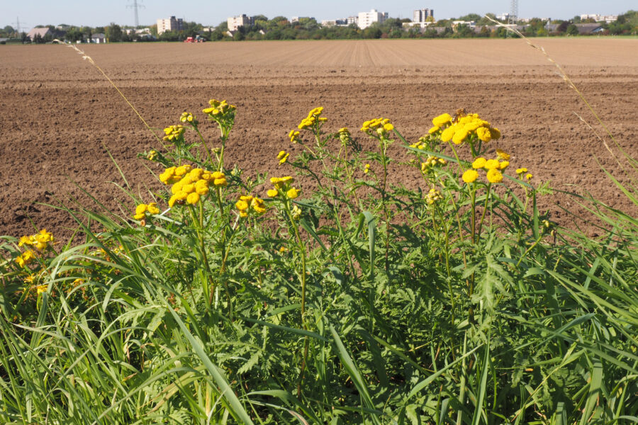 Feld an der Stadtperipherie