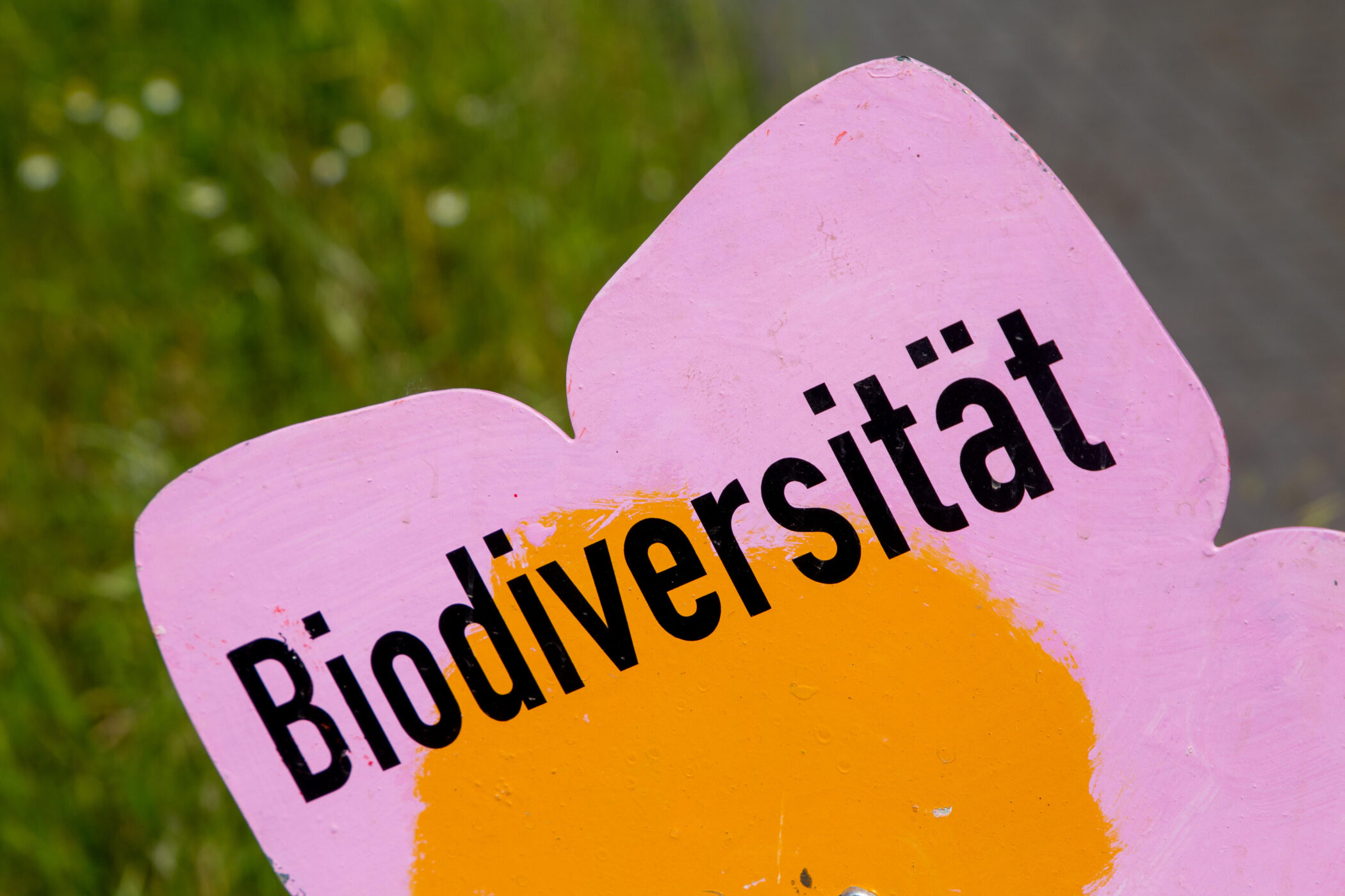 Holzschild mit der Aufschrift Biodiversität auf einem Streifen mit Wildblumen am Fahrbandrand einer Straße