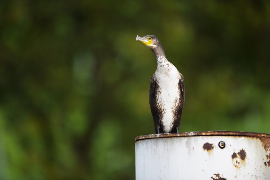 Ein Kormoran sitzt am vor Meersburg (Baden-Württemberg) auf einem rostigen Pfeiler.