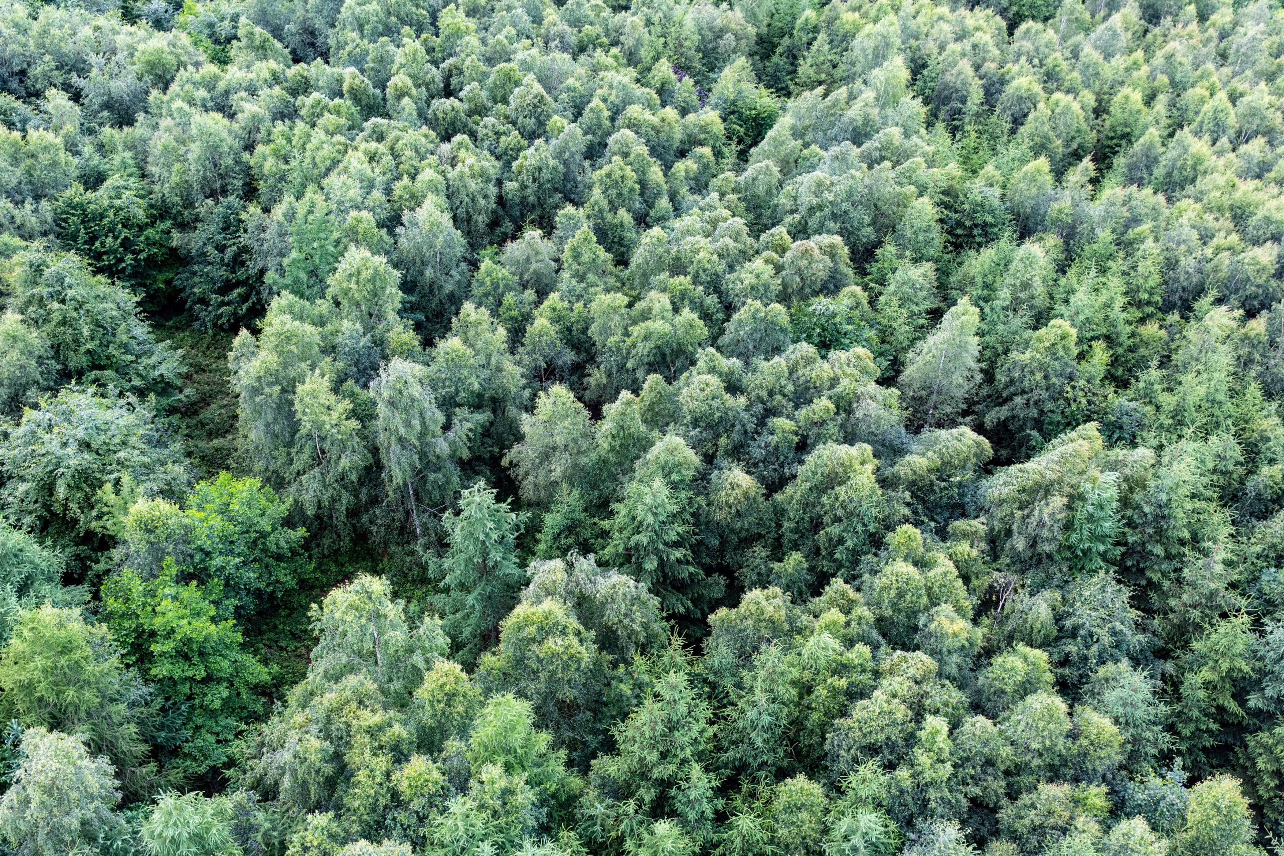Der deutsche Wald verschwindet | Staatsanzeiger BW