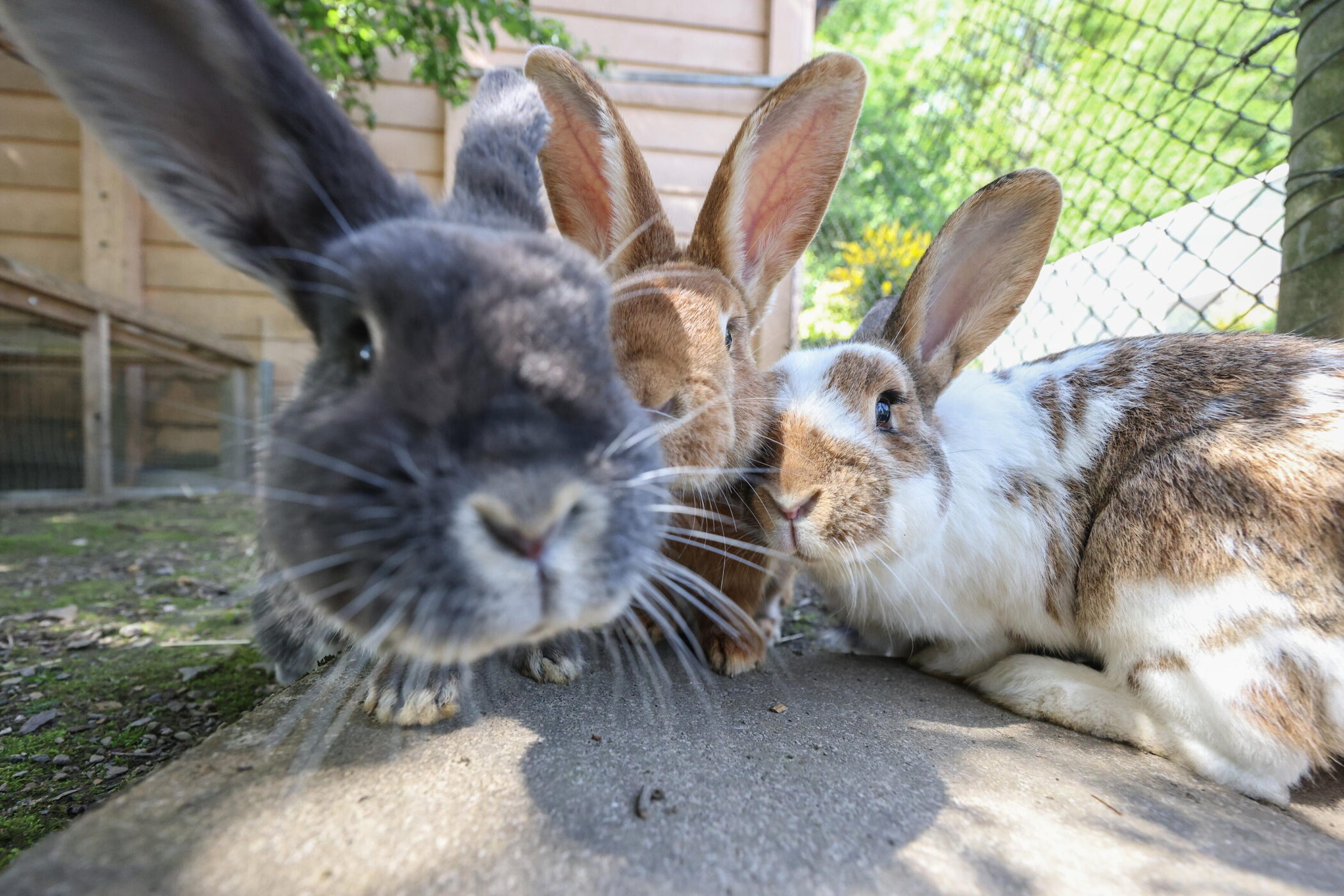 Drei Kaninchen auf Betonboden, eines schnuppert neugierig in die Kamera.