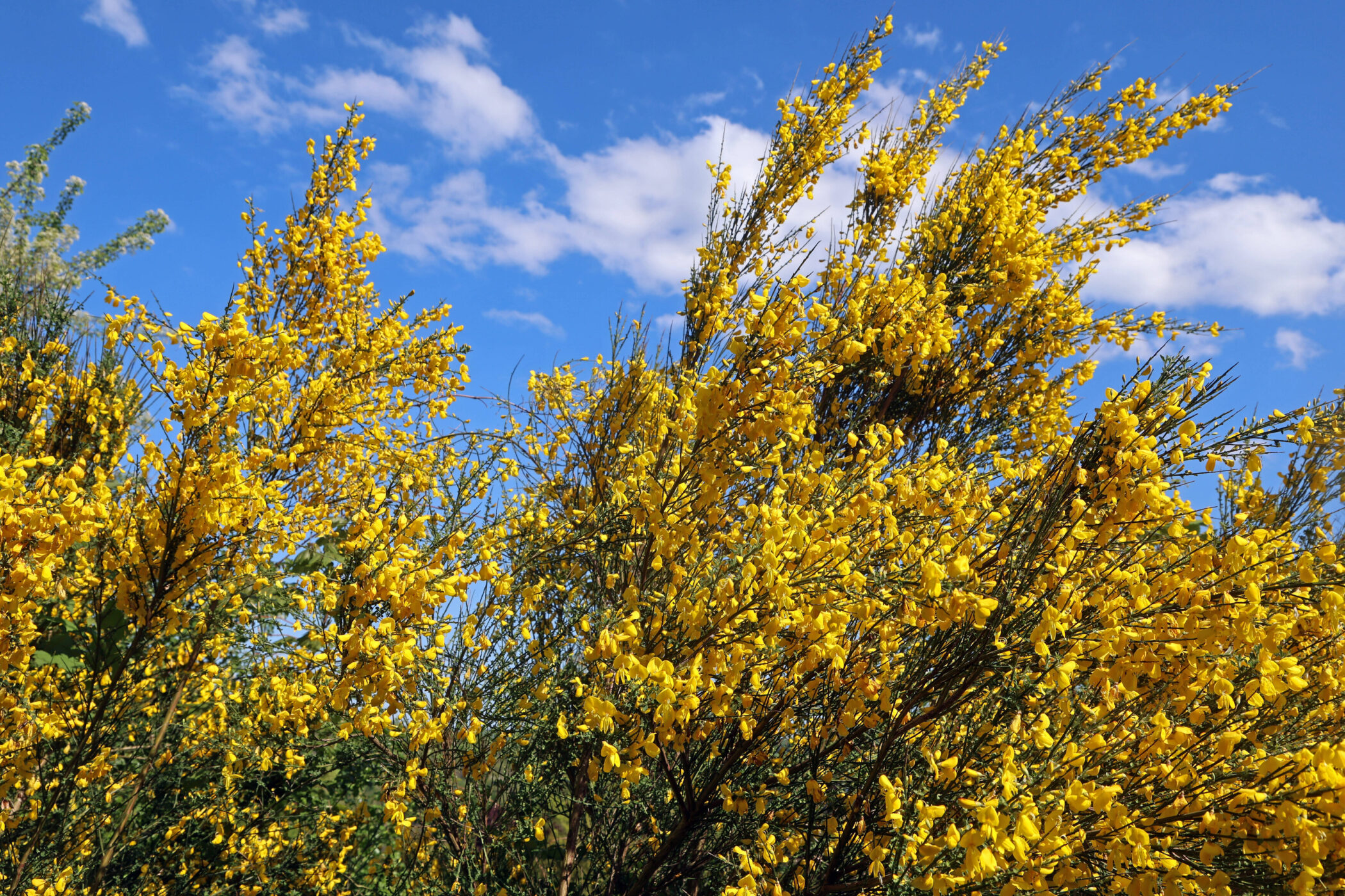Gelber Ginsterstrauch vor blauem Himmel mit weißen Wolken.