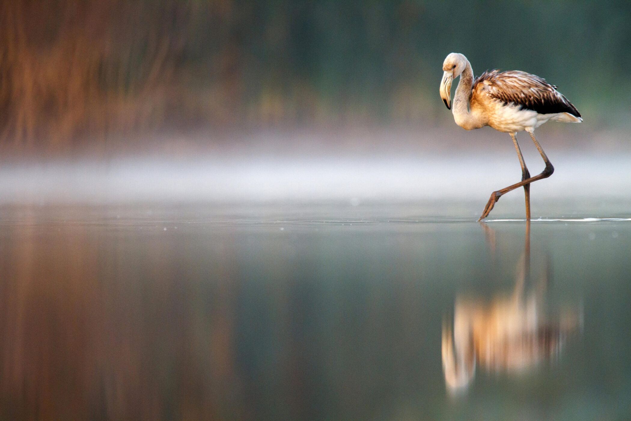 Flamingo steht im Wasser, Spiegelung sichtbar, unscharfer Hintergrund.