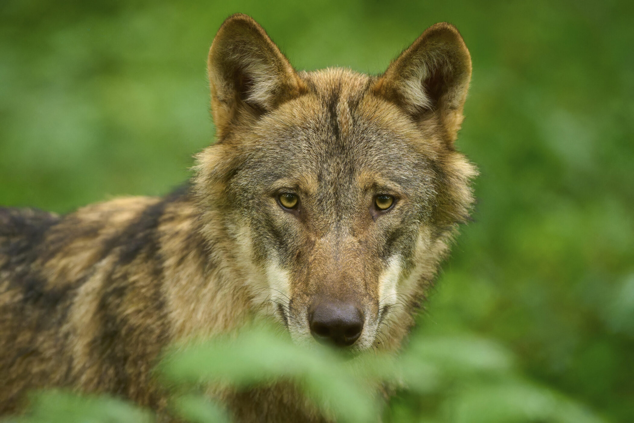 Wolf mit braunem Fell schaut in die Kamera, grüner Hintergrund.