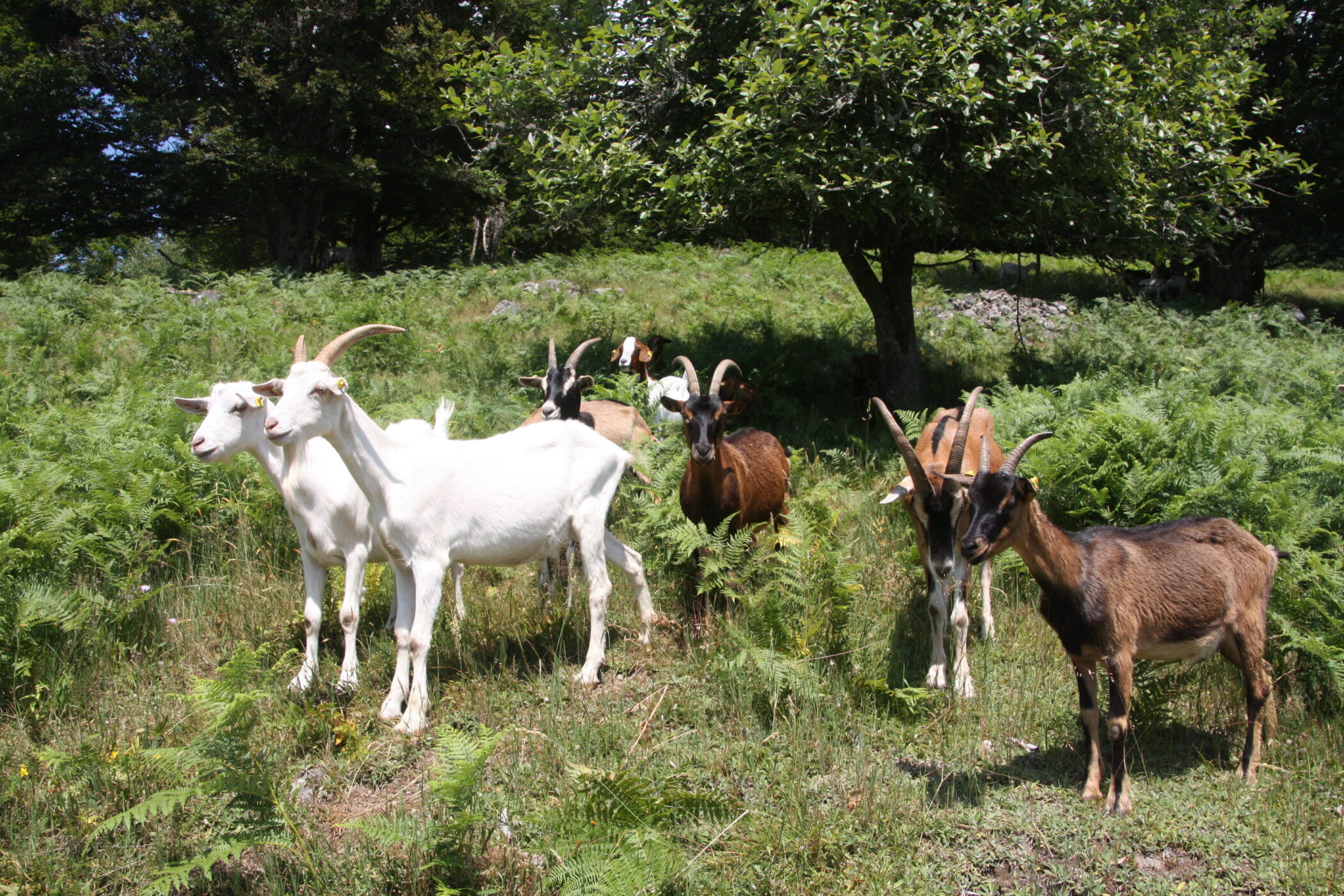 Sechs Ziegen auf einer Wiese mit Bäumen im Hintergrund.