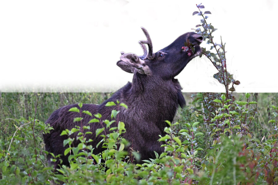 Elch frisst Blätter von einem Strauch in einer grünen Umgebung.