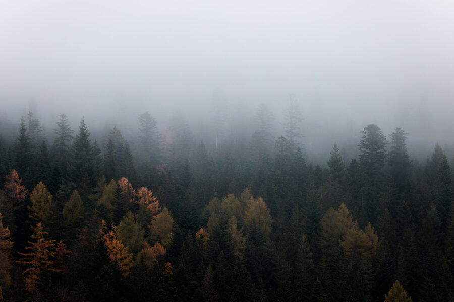 Nebliger Wald mit Nadelbäumen und herbstlich gefärbtem Laub.