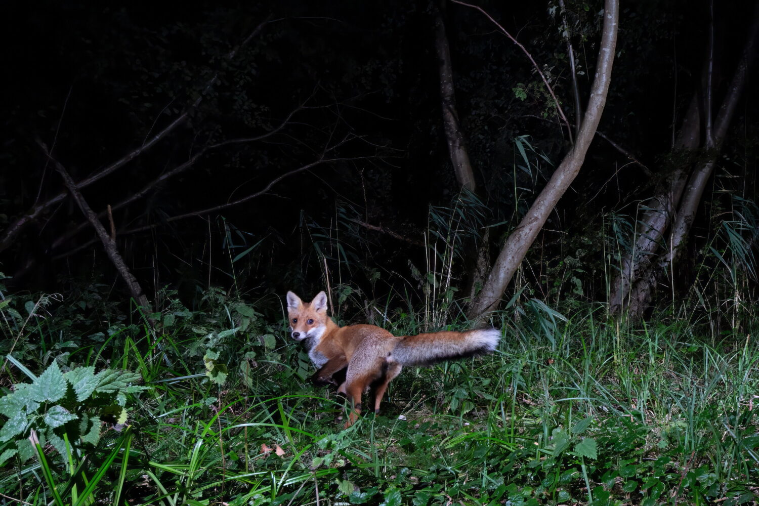 Fuchs im Wald bei Nacht, umgeben von Gras und Bäumen.