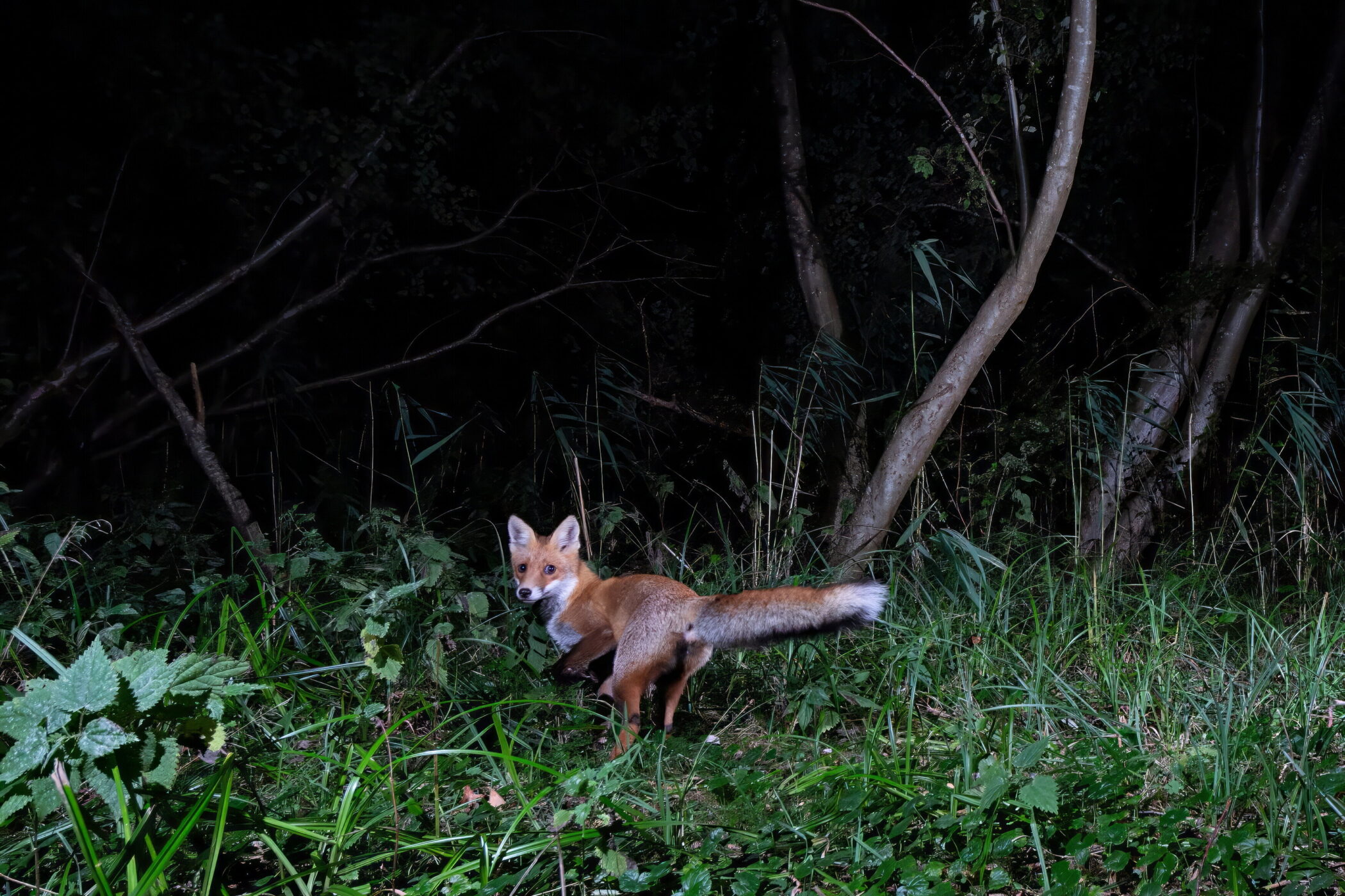 Fuchs im Wald bei Nacht, umgeben von Gras und Bäumen.