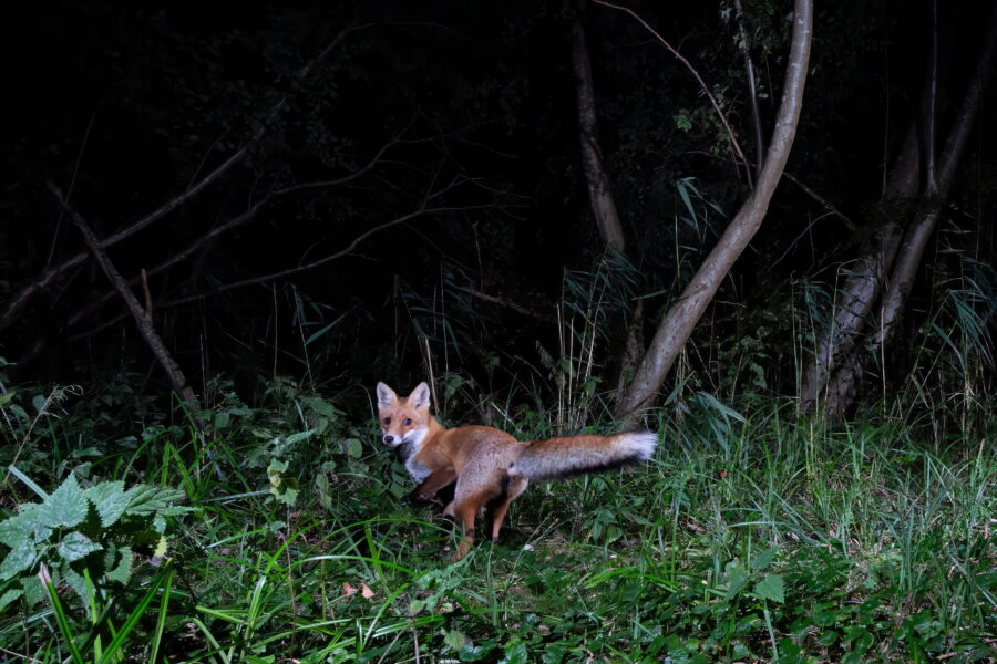 Fuchs im Wald bei Nacht, umgeben von Gras und Bäumen.