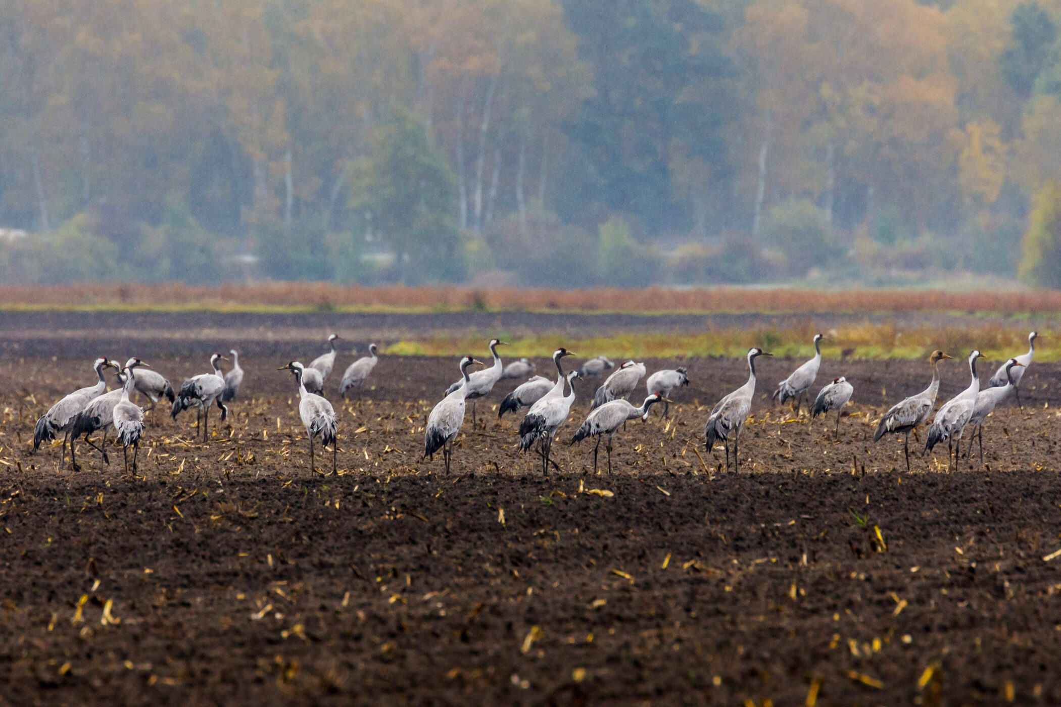 Mehrere Kraniche stehen auf einem Feld vor einem Wald im Hintergrund.