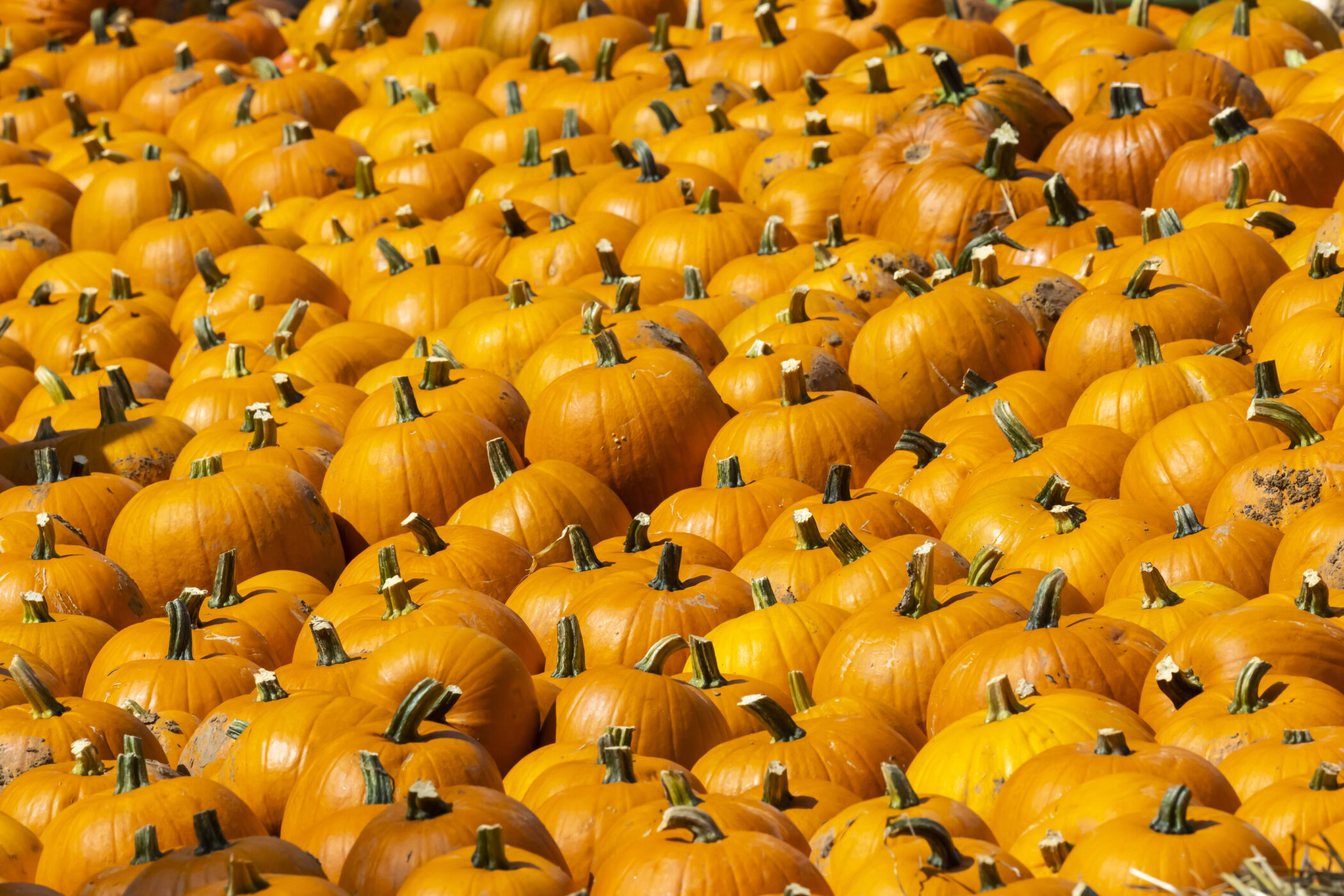 Viele orangefarbene Kürbisse mit grünen Stielen dicht aneinander.