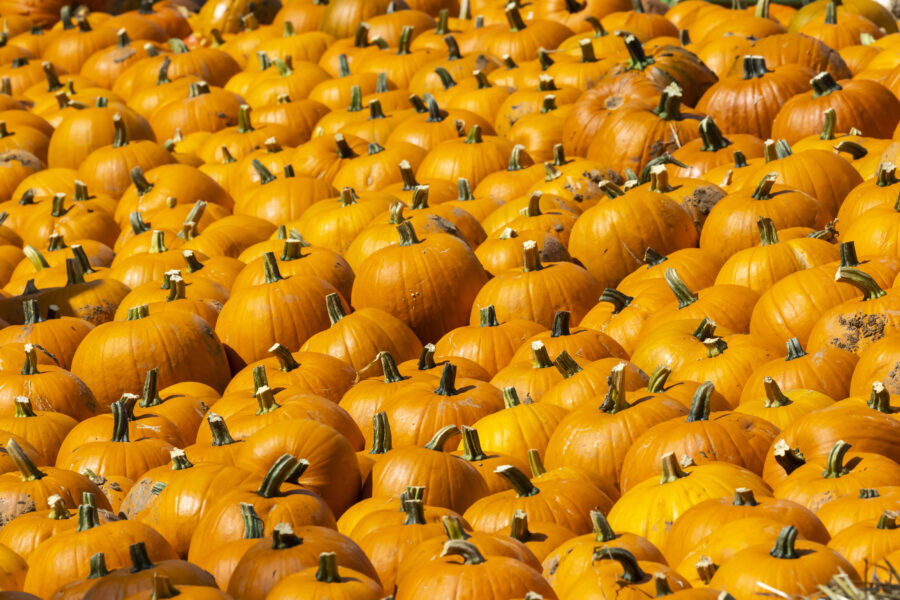 Viele orangefarbene Kürbisse mit grünen Stielen dicht aneinander.