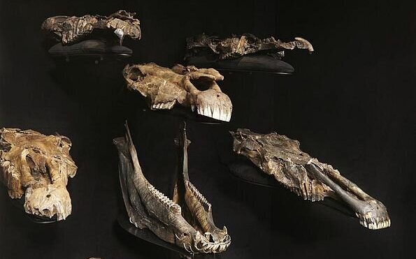 Sechs fossile Schädel und Kiefer auf schwarzem Hintergrund ausgestellt.