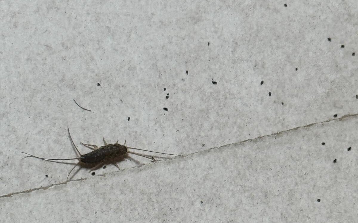 Insekt mit langen Fühlern auf grauem Boden.