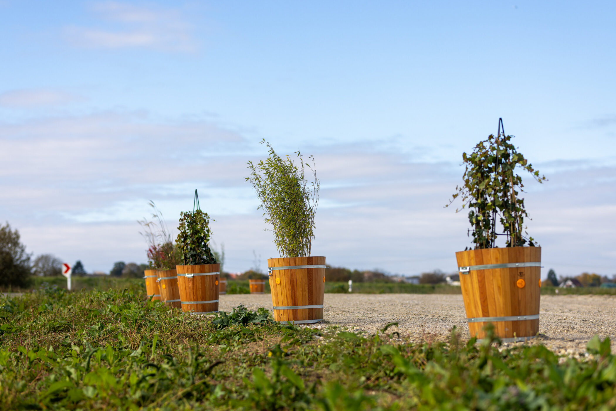 Vier Holzfässer mit Pflanzen auf einem Feldweg, blauer Himmel im Hintergrund.