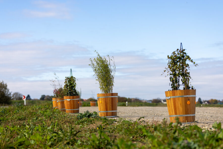 Vier Holzfässer mit Pflanzen auf einem Feldweg, blauer Himmel im Hintergrund.