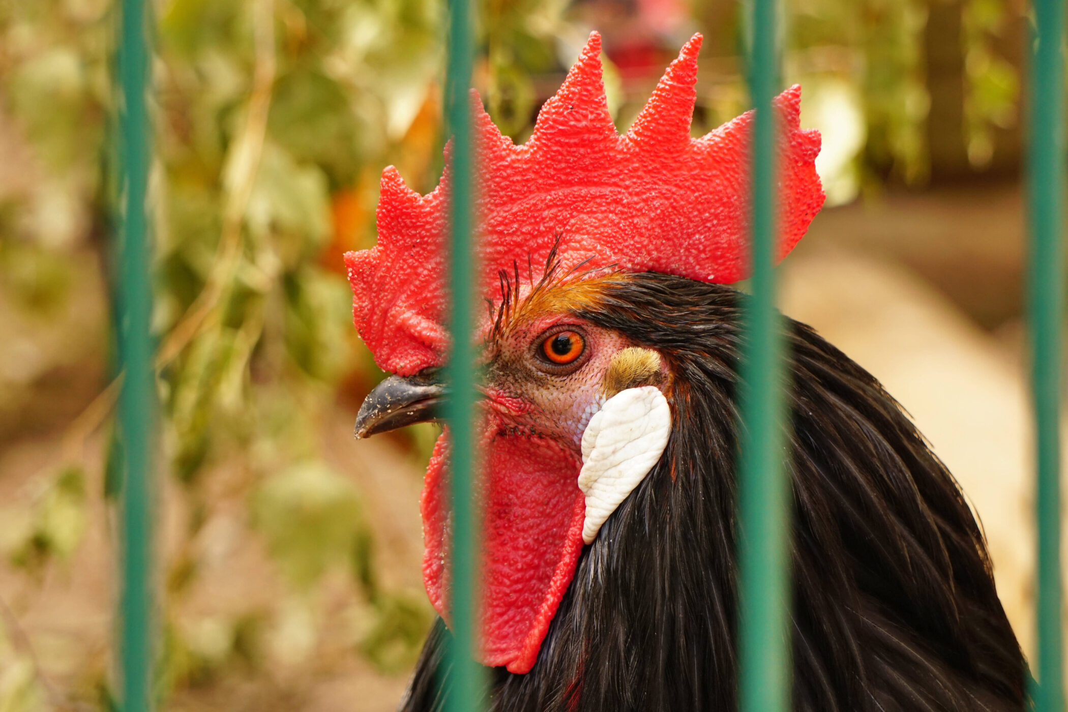 Hahn mit rotem Kamm hinter grünem Gitter.