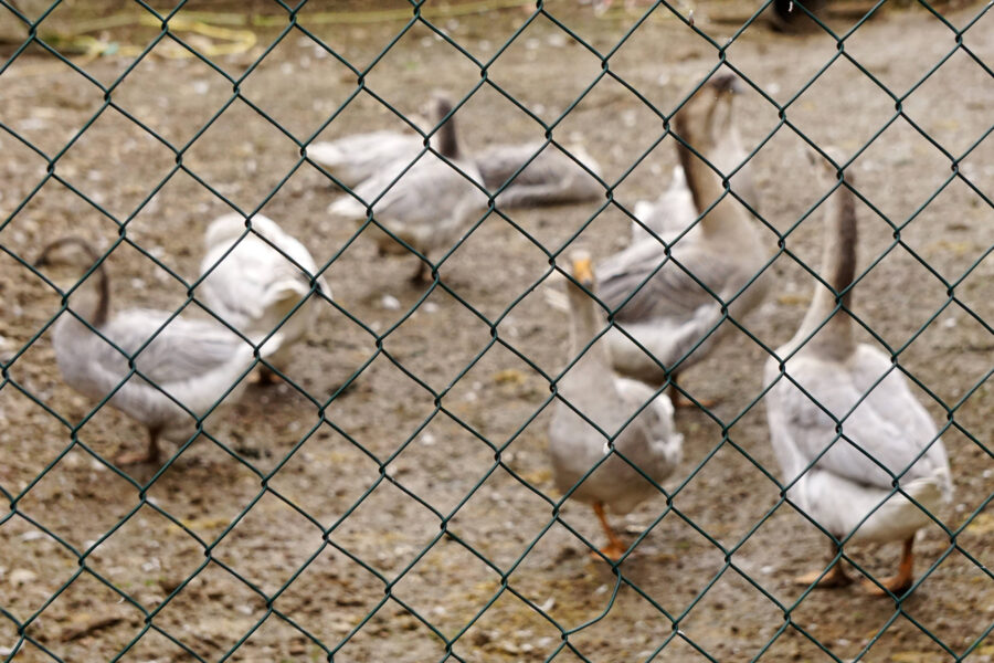 Sechs Gänse hinter einem Maschendrahtzaun auf erdigem Boden.