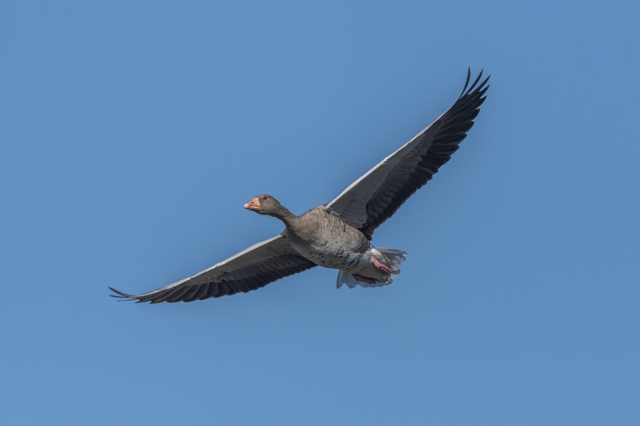 Fliegende Gans mit ausgebreiteten Flügeln vor blauem Himmel.