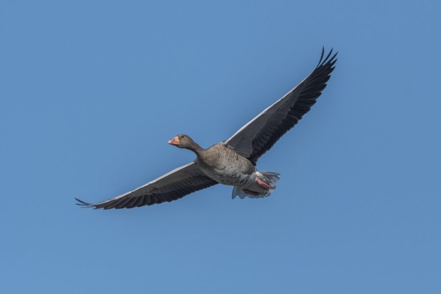 Fliegende Gans mit ausgebreiteten Flügeln vor blauem Himmel.