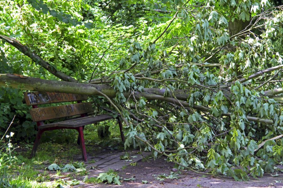 Umgestürzter Baum auf Parkbank, umgeben von viel Grün.