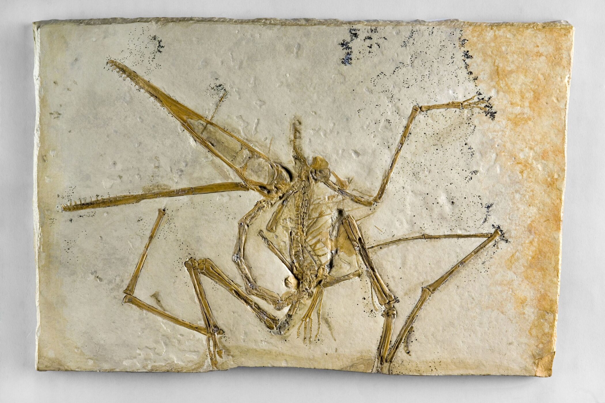 Fossil eines Flugsauriers auf einer hellen Steinplatte.