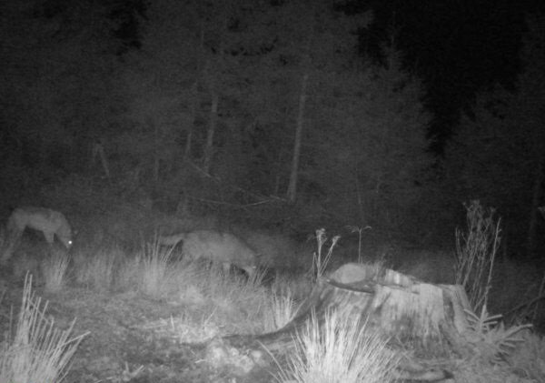 Zwei Tiere in einer nächtlichen Waldszene, Baumstumpf im Vordergrund.