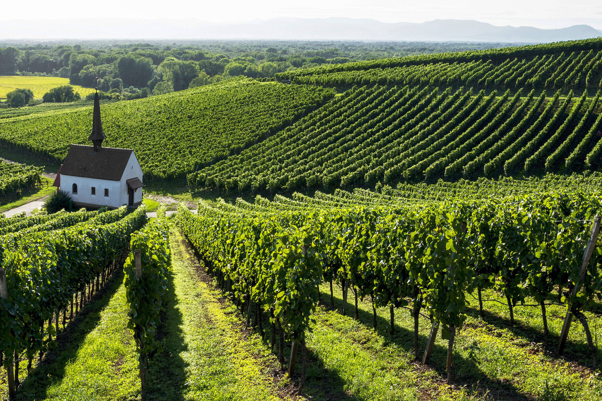 Weinberge mit kleiner Kapelle, im Hintergrund Wälder und Berge.