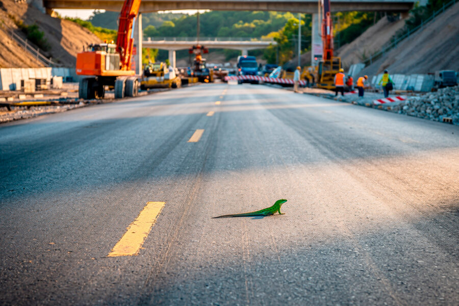 Grüne Eidechse auf einer leeren Straße, Baustelle im Hintergrund.
