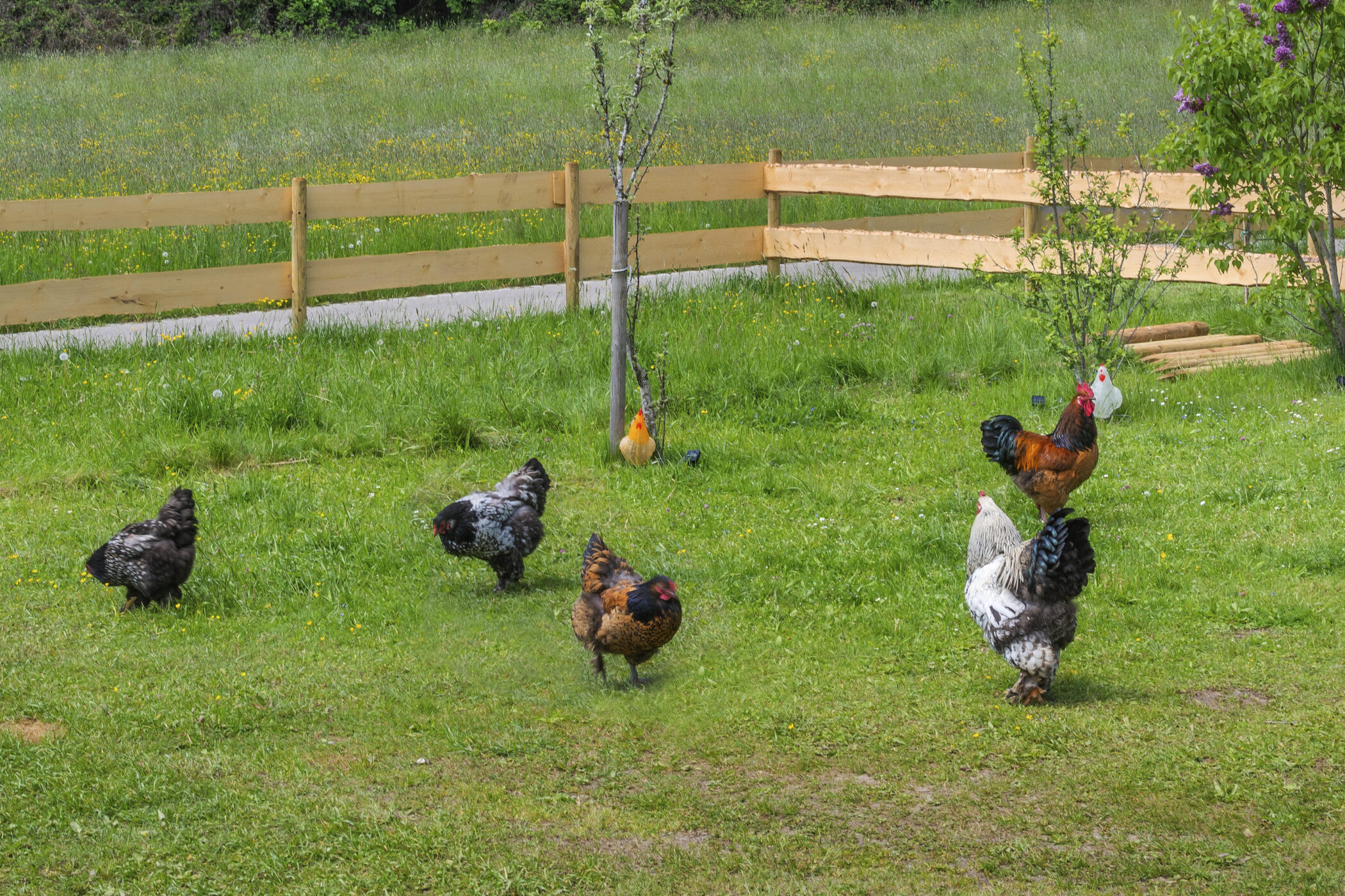 Sechs Hühner auf einer grünen Wiese, Holzzaun im Hintergrund.
