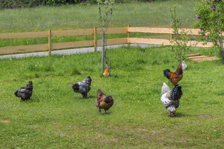Sechs Hühner auf einer grünen Wiese, Holzzaun im Hintergrund.
