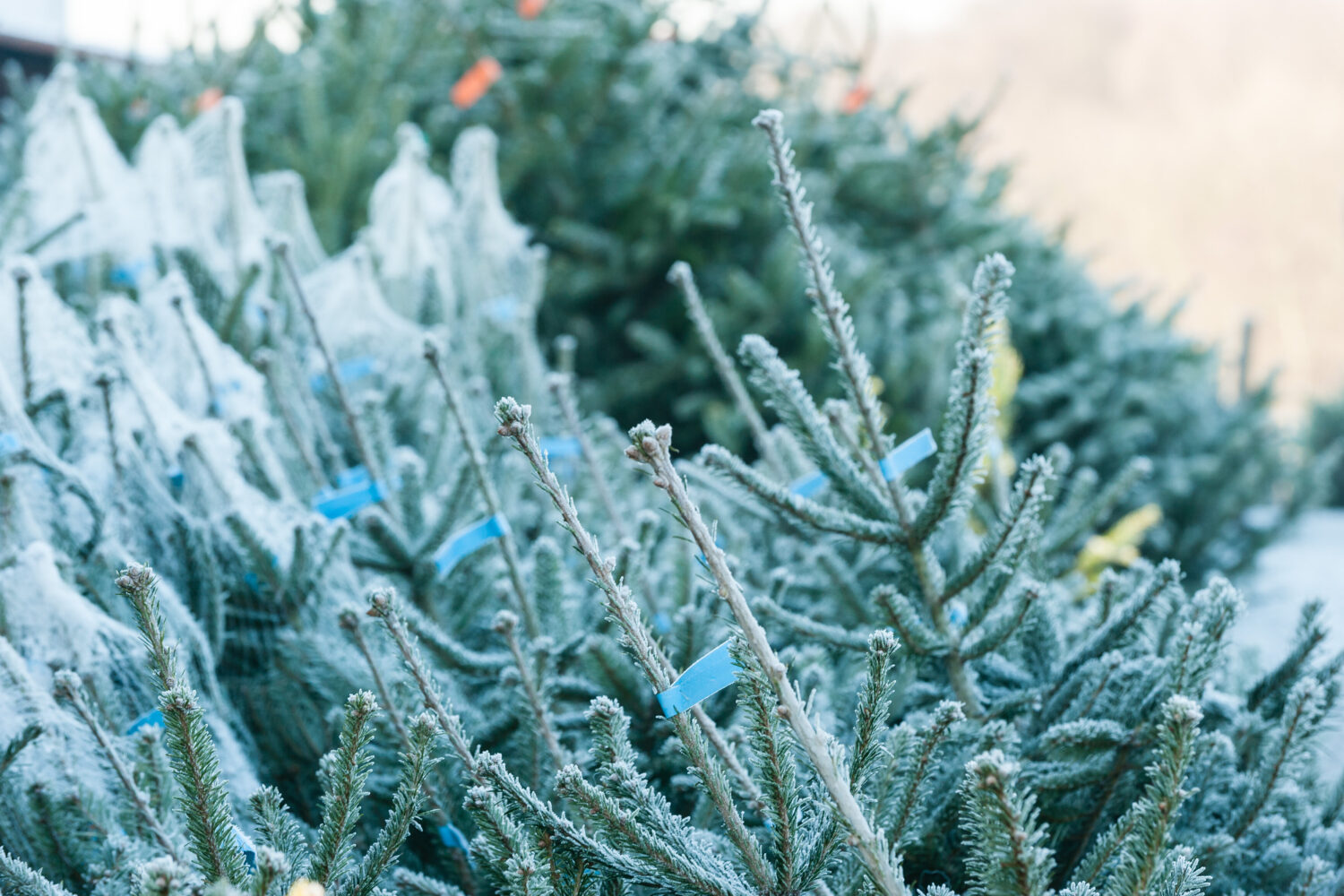 Reihen von gefrorenen Tannenbäumen mit blauen Etiketten.