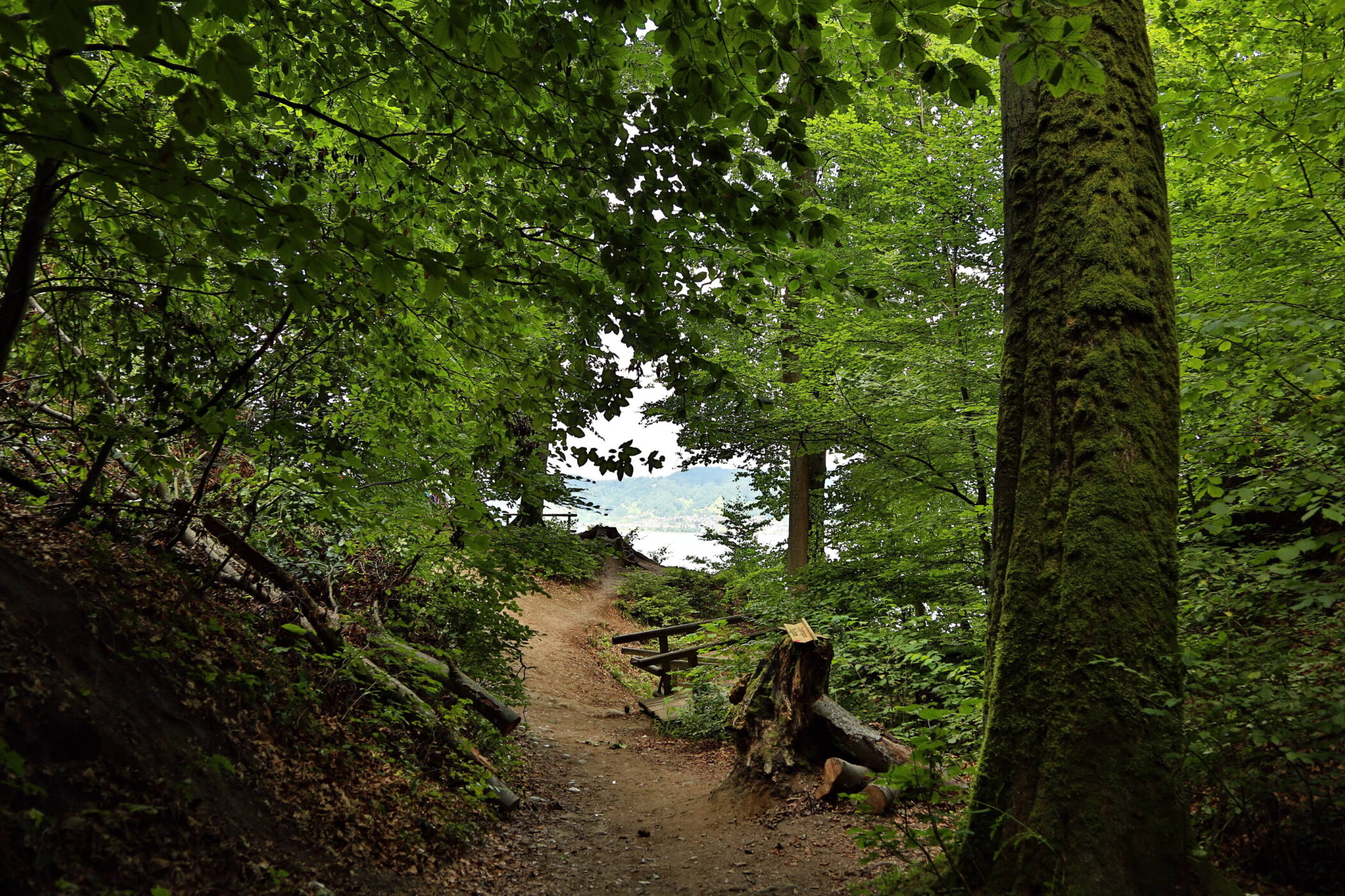 Waldweg mit Bank, umgeben von dichtem Laub und moosbedeckten Bäumen.