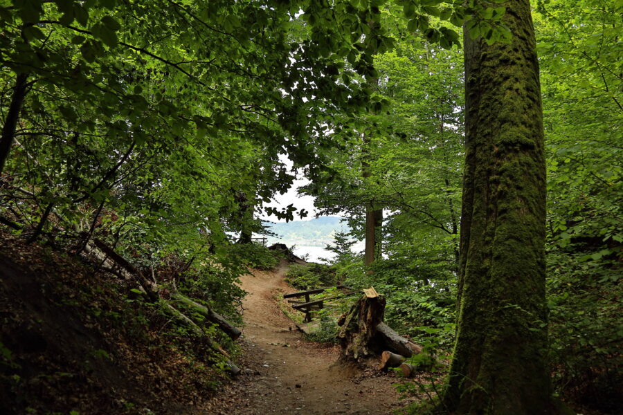 Waldweg mit Bank, umgeben von dichtem Laub und moosbedeckten Bäumen.