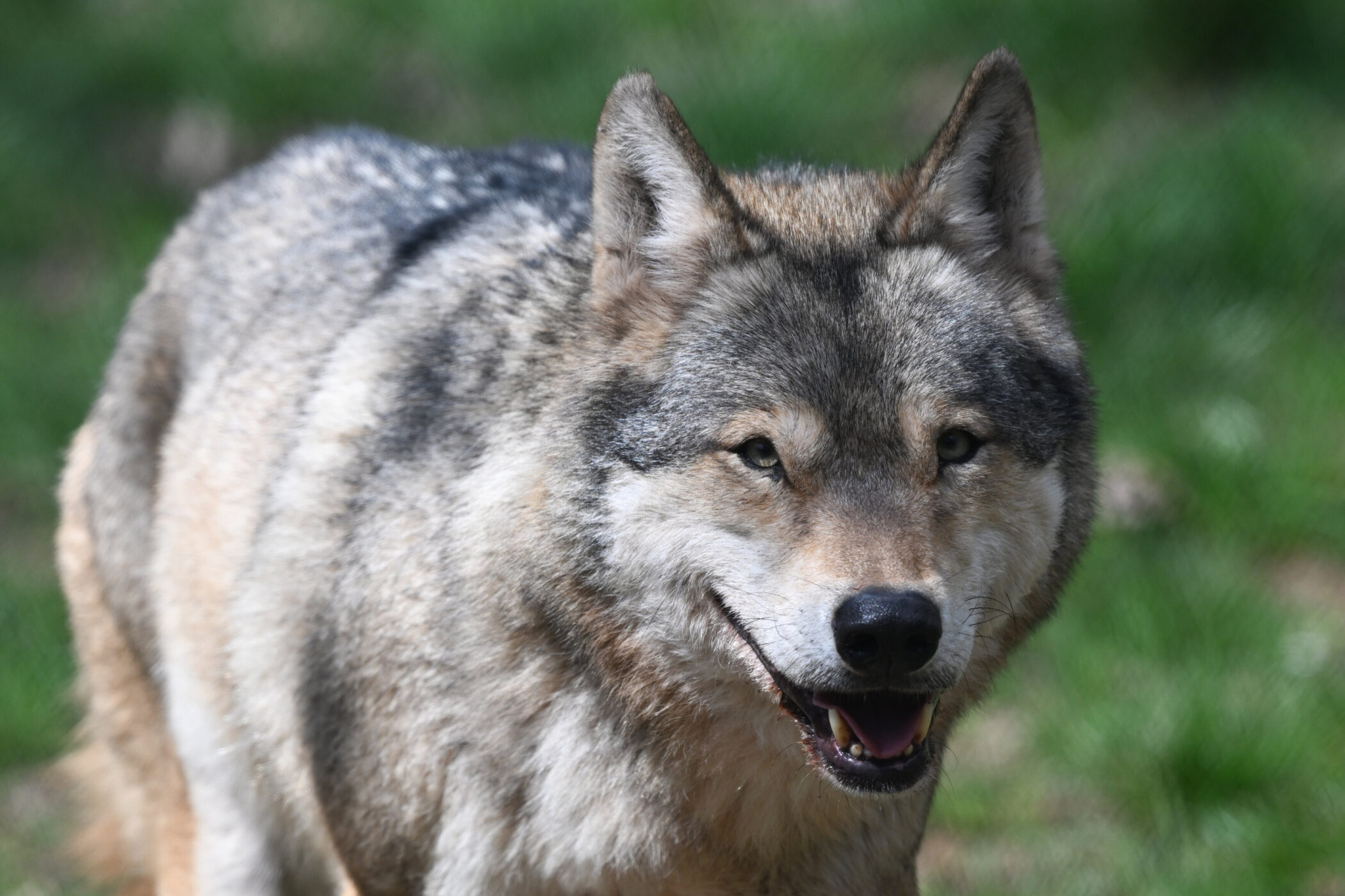 Wolf mit grauem Fell, schaut in die Kamera, grüner Hintergrund.