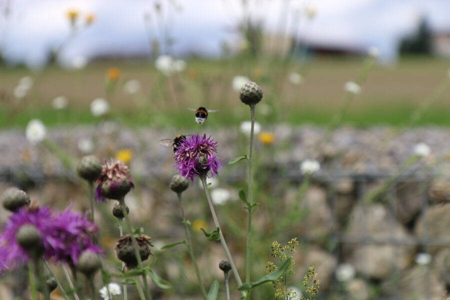Lila Blume mit zwei Bienen, unscharfer Hintergrund mit Wiese und Steinen.