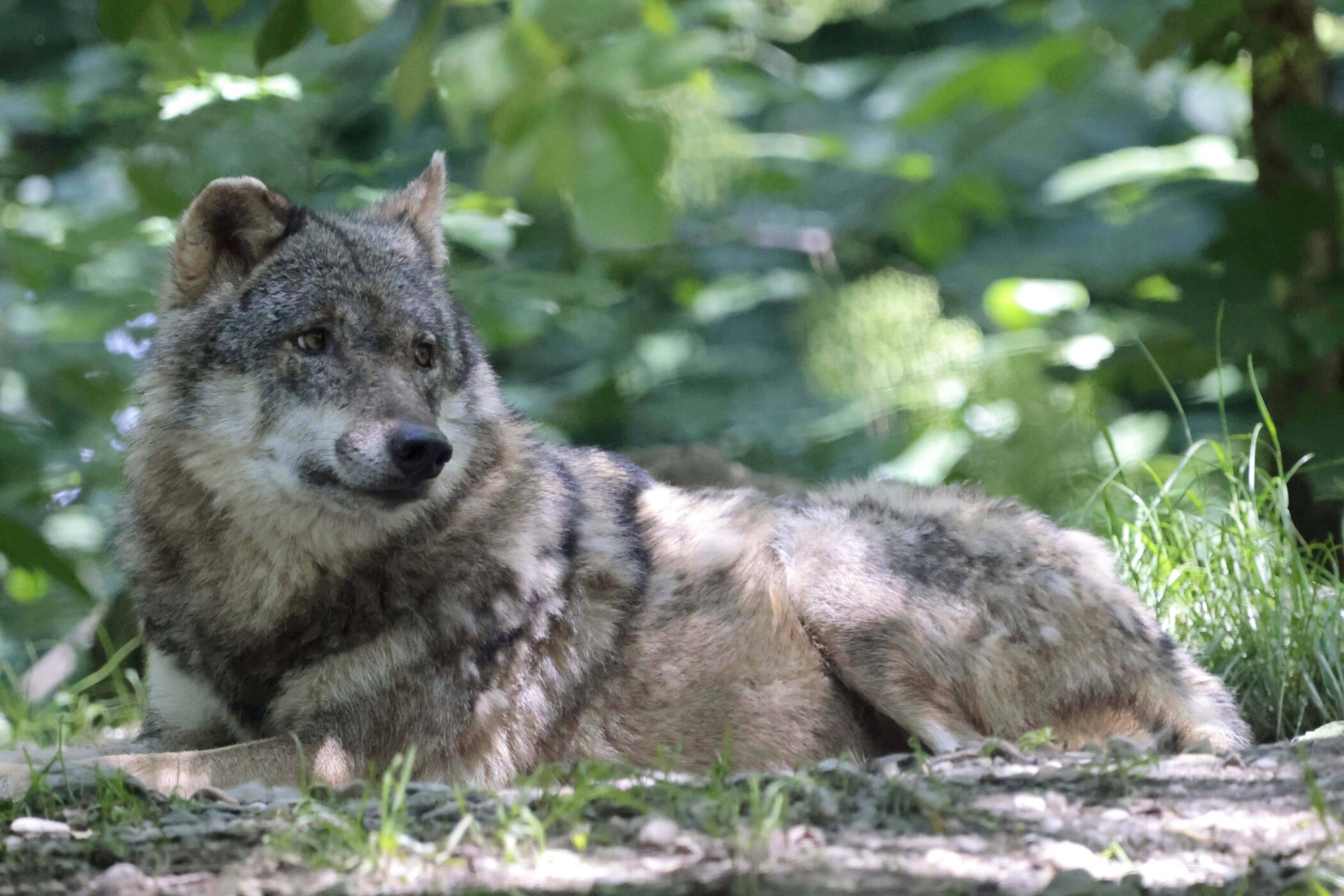 Wolf liegt im Gras, umgeben von grüner Vegetation.