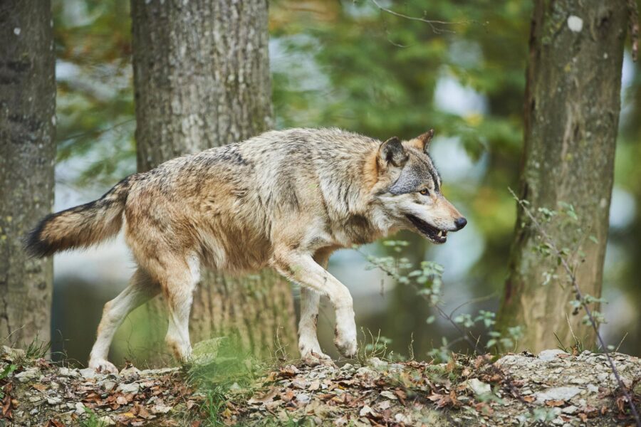 Wolf läuft durch bewaldeten Bereich zwischen Bäumen.
