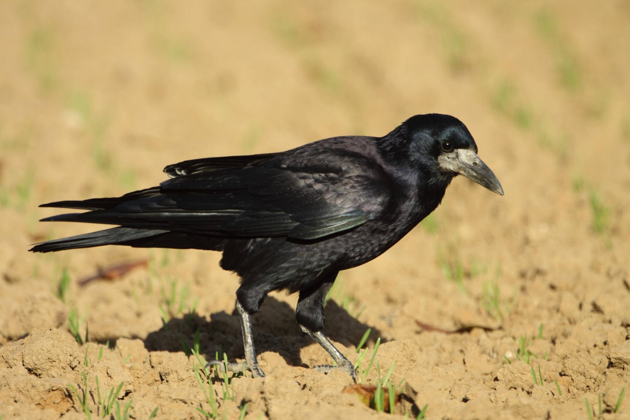 Schwarzer Vogel auf braunem Boden mit vereinzeltem Gras.