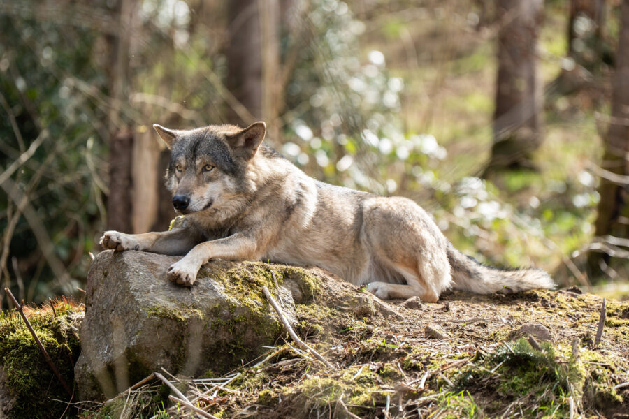 Wolf liegt auf einem moosbewachsenen Felsen im Wald.