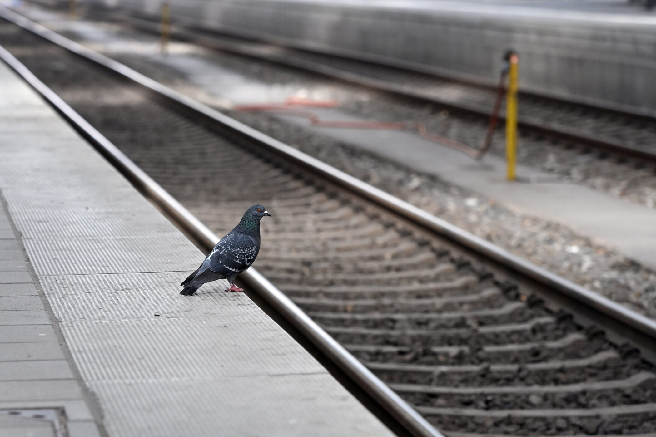 Taube steht auf Bahnsteigkante neben Gleisen.
