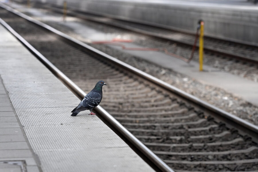 Taube steht auf Bahnsteigkante neben Gleisen.