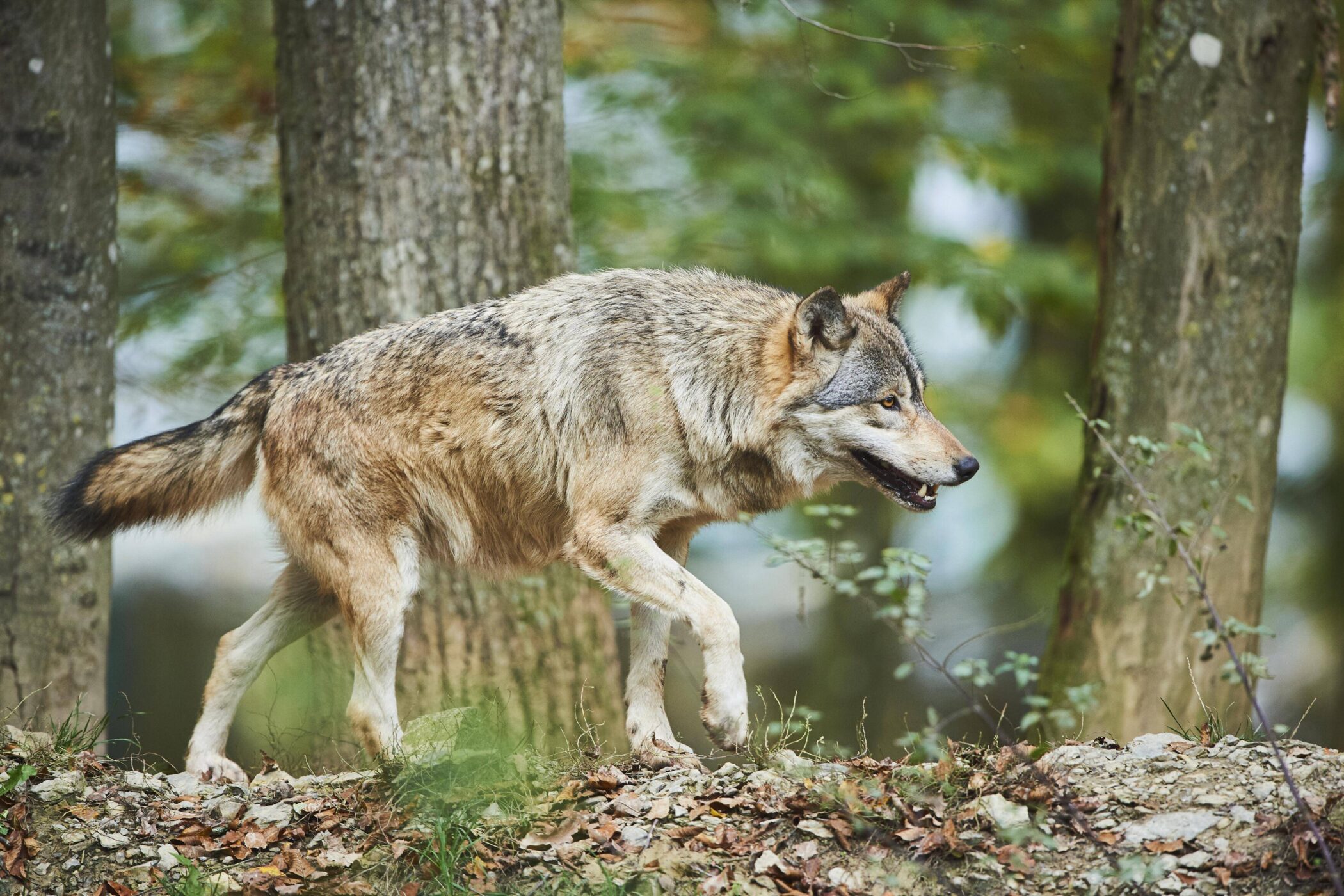 Wolf geht im Wald, umgeben von Bäumen und Laub.